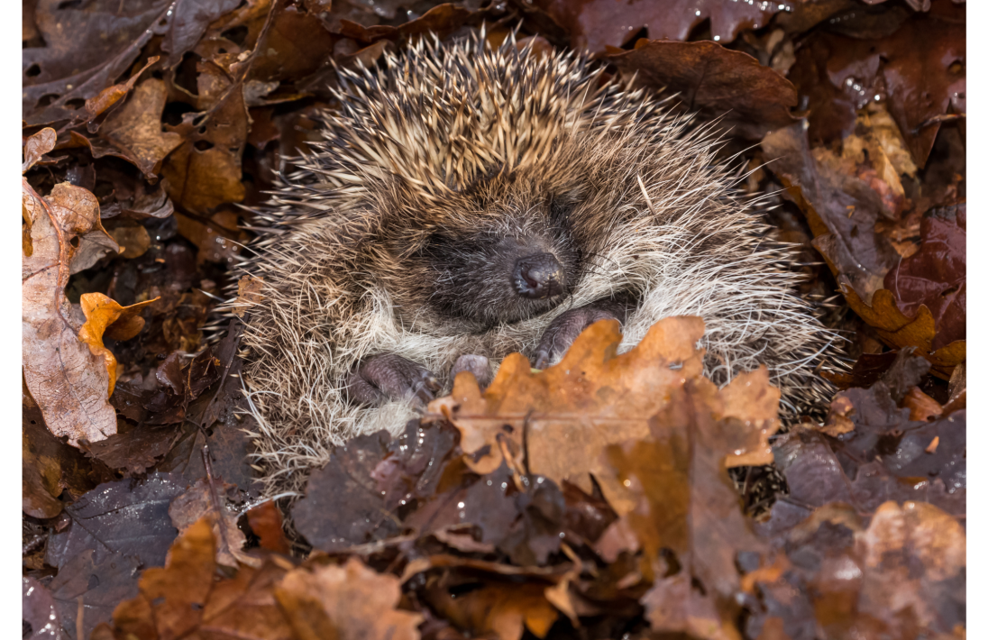 Are you planning to hibernate this winter?