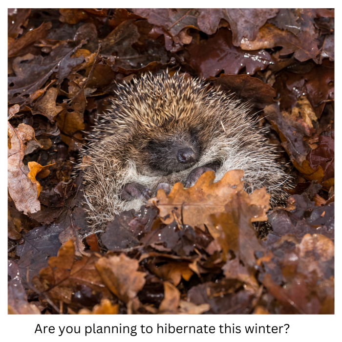 Are you planning to hibernate this winter?